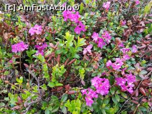 [P09] Am găsit rhododendronul! » foto by Floryn81
 - 
<span class="allrVoted glyphicon glyphicon-heart hidden" id="av1215722"></span>
<a class="m-l-10 hidden" id="sv1215722" onclick="voting_Foto_DelVot(,1215722,26205)" role="button">șterge vot <span class="glyphicon glyphicon-remove"></span></a>
<a id="v91215722" class=" c-red"  onclick="voting_Foto_SetVot(1215722)" role="button"><span class="glyphicon glyphicon-heart-empty"></span> <b>LIKE</b> = Votează poza</a> <img class="hidden"  id="f1215722W9" src="/imagini/loader.gif" border="0" /><span class="AjErrMes hidden" id="e1215722ErM"></span>