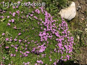 [P23] flori de munte roz » foto by Dan&Ema
 - 
<span class="allrVoted glyphicon glyphicon-heart hidden" id="av1170627"></span>
<a class="m-l-10 hidden" id="sv1170627" onclick="voting_Foto_DelVot(,1170627,26205)" role="button">șterge vot <span class="glyphicon glyphicon-remove"></span></a>
<a id="v91170627" class=" c-red"  onclick="voting_Foto_SetVot(1170627)" role="button"><span class="glyphicon glyphicon-heart-empty"></span> <b>LIKE</b> = Votează poza</a> <img class="hidden"  id="f1170627W9" src="/imagini/loader.gif" border="0" /><span class="AjErrMes hidden" id="e1170627ErM"></span>