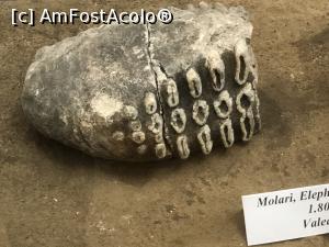 [P22] molari de mamut descoperiti in Romania » foto by Dan&Ema
 - 
<span class="allrVoted glyphicon glyphicon-heart hidden" id="av1150187"></span>
<a class="m-l-10 hidden" id="sv1150187" onclick="voting_Foto_DelVot(,1150187,26208)" role="button">șterge vot <span class="glyphicon glyphicon-remove"></span></a>
<a id="v91150187" class=" c-red"  onclick="voting_Foto_SetVot(1150187)" role="button"><span class="glyphicon glyphicon-heart-empty"></span> <b>LIKE</b> = Votează poza</a> <img class="hidden"  id="f1150187W9" src="/imagini/loader.gif" border="0" /><span class="AjErrMes hidden" id="e1150187ErM"></span>