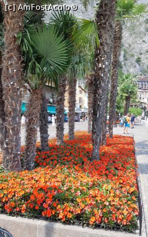 [P09] Flori și palmieri pe faleza din Limone » foto by BOGDAN DSN
 - 
<span class="allrVoted glyphicon glyphicon-heart hidden" id="av1157244"></span>
<a class="m-l-10 hidden" id="sv1157244" onclick="voting_Foto_DelVot(,1157244,26248)" role="button">șterge vot <span class="glyphicon glyphicon-remove"></span></a>
<a id="v91157244" class=" c-red"  onclick="voting_Foto_SetVot(1157244)" role="button"><span class="glyphicon glyphicon-heart-empty"></span> <b>LIKE</b> = Votează poza</a> <img class="hidden"  id="f1157244W9" src="/imagini/loader.gif" border="0" /><span class="AjErrMes hidden" id="e1157244ErM"></span>