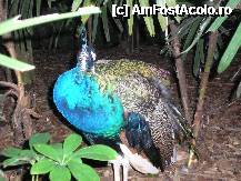 [P25] un paun » foto by grecudoina
 - 
<span class="allrVoted glyphicon glyphicon-heart hidden" id="av292660"></span>
<a class="m-l-10 hidden" id="sv292660" onclick="voting_Foto_DelVot(,292660,26278)" role="button">șterge vot <span class="glyphicon glyphicon-remove"></span></a>
<a id="v9292660" class=" c-red"  onclick="voting_Foto_SetVot(292660)" role="button"><span class="glyphicon glyphicon-heart-empty"></span> <b>LIKE</b> = Votează poza</a> <img class="hidden"  id="f292660W9" src="/imagini/loader.gif" border="0" /><span class="AjErrMes hidden" id="e292660ErM"></span>