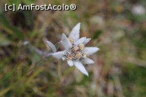 [P06] Val Gardena - Seceda, gingașa floare de colț » foto by doina_c24
 - 
<span class="allrVoted glyphicon glyphicon-heart hidden" id="av1158496"></span>
<a class="m-l-10 hidden" id="sv1158496" onclick="voting_Foto_DelVot(,1158496,26281)" role="button">șterge vot <span class="glyphicon glyphicon-remove"></span></a>
<a id="v91158496" class=" c-red"  onclick="voting_Foto_SetVot(1158496)" role="button"><span class="glyphicon glyphicon-heart-empty"></span> <b>LIKE</b> = Votează poza</a> <img class="hidden"  id="f1158496W9" src="/imagini/loader.gif" border="0" /><span class="AjErrMes hidden" id="e1158496ErM"></span>