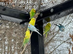 [P41] Grădina Zoologică din Salzburg » foto by adso
 - 
<span class="allrVoted glyphicon glyphicon-heart hidden" id="av1518942"></span>
<a class="m-l-10 hidden" id="sv1518942" onclick="voting_Foto_DelVot(,1518942,26283)" role="button">șterge vot <span class="glyphicon glyphicon-remove"></span></a>
<a id="v91518942" class=" c-red"  onclick="voting_Foto_SetVot(1518942)" role="button"><span class="glyphicon glyphicon-heart-empty"></span> <b>LIKE</b> = Votează poza</a> <img class="hidden"  id="f1518942W9" src="/imagini/loader.gif" border="0" /><span class="AjErrMes hidden" id="e1518942ErM"></span>