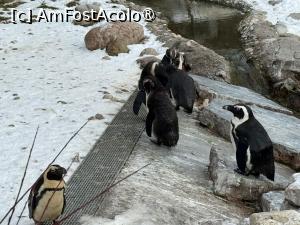 [P43] Grădina Zoologică din Salzburg » foto by adso
 - 
<span class="allrVoted glyphicon glyphicon-heart hidden" id="av1518944"></span>
<a class="m-l-10 hidden" id="sv1518944" onclick="voting_Foto_DelVot(,1518944,26283)" role="button">șterge vot <span class="glyphicon glyphicon-remove"></span></a>
<a id="v91518944" class=" c-red"  onclick="voting_Foto_SetVot(1518944)" role="button"><span class="glyphicon glyphicon-heart-empty"></span> <b>LIKE</b> = Votează poza</a> <img class="hidden"  id="f1518944W9" src="/imagini/loader.gif" border="0" /><span class="AjErrMes hidden" id="e1518944ErM"></span>