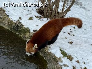 [P50] Grădina Zoologică din Salzburg » foto by adso
 - 
<span class="allrVoted glyphicon glyphicon-heart hidden" id="av1518951"></span>
<a class="m-l-10 hidden" id="sv1518951" onclick="voting_Foto_DelVot(,1518951,26283)" role="button">șterge vot <span class="glyphicon glyphicon-remove"></span></a>
<a id="v91518951" class=" c-red"  onclick="voting_Foto_SetVot(1518951)" role="button"><span class="glyphicon glyphicon-heart-empty"></span> <b>LIKE</b> = Votează poza</a> <img class="hidden"  id="f1518951W9" src="/imagini/loader.gif" border="0" /><span class="AjErrMes hidden" id="e1518951ErM"></span>