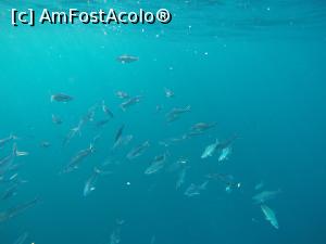 [P11] viata acvatica Koh Tao » foto by ailynuka
 - 
<span class="allrVoted glyphicon glyphicon-heart hidden" id="av1160671"></span>
<a class="m-l-10 hidden" id="sv1160671" onclick="voting_Foto_DelVot(,1160671,26297)" role="button">șterge vot <span class="glyphicon glyphicon-remove"></span></a>
<a id="v91160671" class=" c-red"  onclick="voting_Foto_SetVot(1160671)" role="button"><span class="glyphicon glyphicon-heart-empty"></span> <b>LIKE</b> = Votează poza</a> <img class="hidden"  id="f1160671W9" src="/imagini/loader.gif" border="0" /><span class="AjErrMes hidden" id="e1160671ErM"></span>