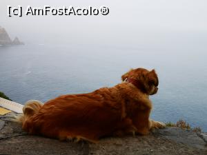 [P32] O cățelușă romantică » foto by crismis
 - 
<span class="allrVoted glyphicon glyphicon-heart hidden" id="av1162223"></span>
<a class="m-l-10 hidden" id="sv1162223" onclick="voting_Foto_DelVot(,1162223,26309)" role="button">șterge vot <span class="glyphicon glyphicon-remove"></span></a>
<a id="v91162223" class=" c-red"  onclick="voting_Foto_SetVot(1162223)" role="button"><span class="glyphicon glyphicon-heart-empty"></span> <b>LIKE</b> = Votează poza</a> <img class="hidden"  id="f1162223W9" src="/imagini/loader.gif" border="0" /><span class="AjErrMes hidden" id="e1162223ErM"></span>