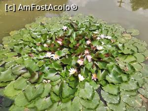 [P04] nuferi în balta din spatele cabanei » foto by Ccucu
 - 
<span class="allrVoted glyphicon glyphicon-heart hidden" id="av1171313"></span>
<a class="m-l-10 hidden" id="sv1171313" onclick="voting_Foto_DelVot(,1171313,26385)" role="button">șterge vot <span class="glyphicon glyphicon-remove"></span></a>
<a id="v91171313" class=" c-red"  onclick="voting_Foto_SetVot(1171313)" role="button"><span class="glyphicon glyphicon-heart-empty"></span> <b>LIKE</b> = Votează poza</a> <img class="hidden"  id="f1171313W9" src="/imagini/loader.gif" border="0" /><span class="AjErrMes hidden" id="e1171313ErM"></span>