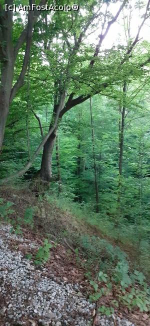 [P02] Prin pădure » foto by GoMa
 - 
<span class="allrVoted glyphicon glyphicon-heart hidden" id="av1172155"></span>
<a class="m-l-10 hidden" id="sv1172155" onclick="voting_Foto_DelVot(,1172155,26393)" role="button">șterge vot <span class="glyphicon glyphicon-remove"></span></a>
<a id="v91172155" class=" c-red"  onclick="voting_Foto_SetVot(1172155)" role="button"><span class="glyphicon glyphicon-heart-empty"></span> <b>LIKE</b> = Votează poza</a> <img class="hidden"  id="f1172155W9" src="/imagini/loader.gif" border="0" /><span class="AjErrMes hidden" id="e1172155ErM"></span>