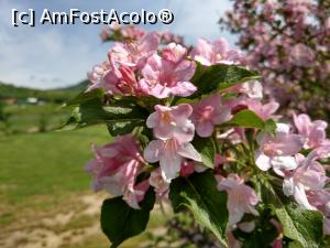 [P01] Weigela roz, discretă și frumoasă...ca o rază de soare-I Giardini di Zoe. » foto by maryka
 - 
<span class="allrVoted glyphicon glyphicon-heart hidden" id="av1228107"></span>
<a class="m-l-10 hidden" id="sv1228107" onclick="voting_Foto_DelVot(,1228107,26461)" role="button">șterge vot <span class="glyphicon glyphicon-remove"></span></a>
<a id="v91228107" class=" c-red"  onclick="voting_Foto_SetVot(1228107)" role="button"><span class="glyphicon glyphicon-heart-empty"></span> <b>LIKE</b> = Votează poza</a> <img class="hidden"  id="f1228107W9" src="/imagini/loader.gif" border="0" /><span class="AjErrMes hidden" id="e1228107ErM"></span>