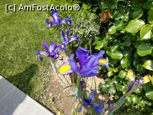[P07] Frumoșii iriși violet. » foto by maryka
 - 
<span class="allrVoted glyphicon glyphicon-heart hidden" id="av1228113"></span>
<a class="m-l-10 hidden" id="sv1228113" onclick="voting_Foto_DelVot(,1228113,26461)" role="button">șterge vot <span class="glyphicon glyphicon-remove"></span></a>
<a id="v91228113" class=" c-red"  onclick="voting_Foto_SetVot(1228113)" role="button"><span class="glyphicon glyphicon-heart-empty"></span> <b>LIKE</b> = Votează poza</a> <img class="hidden"  id="f1228113W9" src="/imagini/loader.gif" border="0" /><span class="AjErrMes hidden" id="e1228113ErM"></span>