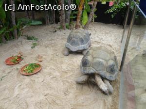 [P14] Parcul tematic MundoMar din Benidorm - ţestoase gigantice la ora mesei » foto by nicole33
 - 
<span class="allrVoted glyphicon glyphicon-heart hidden" id="av1185962"></span>
<a class="m-l-10 hidden" id="sv1185962" onclick="voting_Foto_DelVot(,1185962,26540)" role="button">șterge vot <span class="glyphicon glyphicon-remove"></span></a>
<a id="v91185962" class=" c-red"  onclick="voting_Foto_SetVot(1185962)" role="button"><span class="glyphicon glyphicon-heart-empty"></span> <b>LIKE</b> = Votează poza</a> <img class="hidden"  id="f1185962W9" src="/imagini/loader.gif" border="0" /><span class="AjErrMes hidden" id="e1185962ErM"></span>