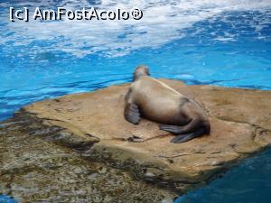 [P15] Parcul tematic MundoMar din Benidorm - lenea e mare » foto by nicole33
 - 
<span class="allrVoted glyphicon glyphicon-heart hidden" id="av1185963"></span>
<a class="m-l-10 hidden" id="sv1185963" onclick="voting_Foto_DelVot(,1185963,26540)" role="button">șterge vot <span class="glyphicon glyphicon-remove"></span></a>
<a id="v91185963" class=" c-red"  onclick="voting_Foto_SetVot(1185963)" role="button"><span class="glyphicon glyphicon-heart-empty"></span> <b>LIKE</b> = Votează poza</a> <img class="hidden"  id="f1185963W9" src="/imagini/loader.gif" border="0" /><span class="AjErrMes hidden" id="e1185963ErM"></span>