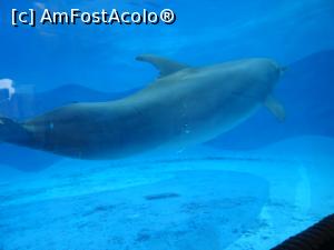 [P16] Parcul tematic MundoMar din Benidorm - delfin » foto by nicole33
 - 
<span class="allrVoted glyphicon glyphicon-heart hidden" id="av1185964"></span>
<a class="m-l-10 hidden" id="sv1185964" onclick="voting_Foto_DelVot(,1185964,26540)" role="button">șterge vot <span class="glyphicon glyphicon-remove"></span></a>
<a id="v91185964" class=" c-red"  onclick="voting_Foto_SetVot(1185964)" role="button"><span class="glyphicon glyphicon-heart-empty"></span> <b>LIKE</b> = Votează poza</a> <img class="hidden"  id="f1185964W9" src="/imagini/loader.gif" border="0" /><span class="AjErrMes hidden" id="e1185964ErM"></span>