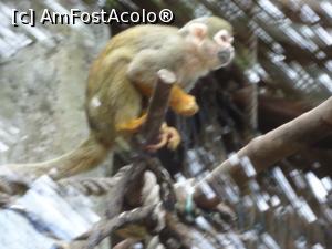 [P19] Parcul tematic MundoMar din Benidorm - maimuţică » foto by nicole33
 - 
<span class="allrVoted glyphicon glyphicon-heart hidden" id="av1185967"></span>
<a class="m-l-10 hidden" id="sv1185967" onclick="voting_Foto_DelVot(,1185967,26540)" role="button">șterge vot <span class="glyphicon glyphicon-remove"></span></a>
<a id="v91185967" class=" c-red"  onclick="voting_Foto_SetVot(1185967)" role="button"><span class="glyphicon glyphicon-heart-empty"></span> <b>LIKE</b> = Votează poza</a> <img class="hidden"  id="f1185967W9" src="/imagini/loader.gif" border="0" /><span class="AjErrMes hidden" id="e1185967ErM"></span>