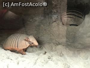 [P20] Parcul tematic MundoMar din Benidorm - armadillo galben » foto by nicole33
 - 
<span class="allrVoted glyphicon glyphicon-heart hidden" id="av1185968"></span>
<a class="m-l-10 hidden" id="sv1185968" onclick="voting_Foto_DelVot(,1185968,26540)" role="button">șterge vot <span class="glyphicon glyphicon-remove"></span></a>
<a id="v91185968" class=" c-red"  onclick="voting_Foto_SetVot(1185968)" role="button"><span class="glyphicon glyphicon-heart-empty"></span> <b>LIKE</b> = Votează poza</a> <img class="hidden"  id="f1185968W9" src="/imagini/loader.gif" border="0" /><span class="AjErrMes hidden" id="e1185968ErM"></span>