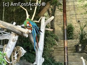 [P24] Parcul tematic MundoMar din Benidorm -papagali » foto by nicole33
 - 
<span class="allrVoted glyphicon glyphicon-heart hidden" id="av1185972"></span>
<a class="m-l-10 hidden" id="sv1185972" onclick="voting_Foto_DelVot(,1185972,26540)" role="button">șterge vot <span class="glyphicon glyphicon-remove"></span></a>
<a id="v91185972" class=" c-red"  onclick="voting_Foto_SetVot(1185972)" role="button"><span class="glyphicon glyphicon-heart-empty"></span> <b>LIKE</b> = Votează poza</a> <img class="hidden"  id="f1185972W9" src="/imagini/loader.gif" border="0" /><span class="AjErrMes hidden" id="e1185972ErM"></span>