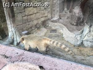 [P27] Parcul tematic MundoMar din Benidorm - coati » foto by nicole33
 - 
<span class="allrVoted glyphicon glyphicon-heart hidden" id="av1185975"></span>
<a class="m-l-10 hidden" id="sv1185975" onclick="voting_Foto_DelVot(,1185975,26540)" role="button">șterge vot <span class="glyphicon glyphicon-remove"></span></a>
<a id="v91185975" class=" c-red"  onclick="voting_Foto_SetVot(1185975)" role="button"><span class="glyphicon glyphicon-heart-empty"></span> <b>LIKE</b> = Votează poza</a> <img class="hidden"  id="f1185975W9" src="/imagini/loader.gif" border="0" /><span class="AjErrMes hidden" id="e1185975ErM"></span>