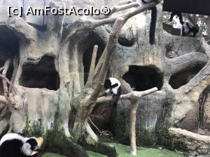 [P28] Parcul tematic MundoMar din Benidorm - lemuri » foto by nicole33
 - 
<span class="allrVoted glyphicon glyphicon-heart hidden" id="av1185976"></span>
<a class="m-l-10 hidden" id="sv1185976" onclick="voting_Foto_DelVot(,1185976,26540)" role="button">șterge vot <span class="glyphicon glyphicon-remove"></span></a>
<a id="v91185976" class=" c-red"  onclick="voting_Foto_SetVot(1185976)" role="button"><span class="glyphicon glyphicon-heart-empty"></span> <b>LIKE</b> = Votează poza</a> <img class="hidden"  id="f1185976W9" src="/imagini/loader.gif" border="0" /><span class="AjErrMes hidden" id="e1185976ErM"></span>