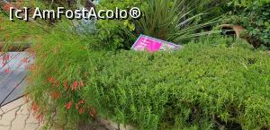 [P29] Parcul tematic MundoMar din Benidorm - flori » foto by nicole33
 - 
<span class="allrVoted glyphicon glyphicon-heart hidden" id="av1185977"></span>
<a class="m-l-10 hidden" id="sv1185977" onclick="voting_Foto_DelVot(,1185977,26540)" role="button">șterge vot <span class="glyphicon glyphicon-remove"></span></a>
<a id="v91185977" class=" c-red"  onclick="voting_Foto_SetVot(1185977)" role="button"><span class="glyphicon glyphicon-heart-empty"></span> <b>LIKE</b> = Votează poza</a> <img class="hidden"  id="f1185977W9" src="/imagini/loader.gif" border="0" /><span class="AjErrMes hidden" id="e1185977ErM"></span>