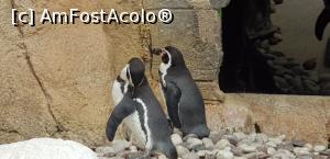 [P03] Parcul tematic MundoMar din Benidorm - pinguini » foto by nicole33
 - 
<span class="allrVoted glyphicon glyphicon-heart hidden" id="av1185951"></span>
<a class="m-l-10 hidden" id="sv1185951" onclick="voting_Foto_DelVot(,1185951,26540)" role="button">șterge vot <span class="glyphicon glyphicon-remove"></span></a>
<a id="v91185951" class=" c-red"  onclick="voting_Foto_SetVot(1185951)" role="button"><span class="glyphicon glyphicon-heart-empty"></span> <b>LIKE</b> = Votează poza</a> <img class="hidden"  id="f1185951W9" src="/imagini/loader.gif" border="0" /><span class="AjErrMes hidden" id="e1185951ErM"></span>