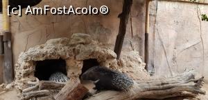 [P31] Parcul tematic MundoMar din Benidorm - porci spinoşi » foto by nicole33
 - 
<span class="allrVoted glyphicon glyphicon-heart hidden" id="av1185979"></span>
<a class="m-l-10 hidden" id="sv1185979" onclick="voting_Foto_DelVot(,1185979,26540)" role="button">șterge vot <span class="glyphicon glyphicon-remove"></span></a>
<a id="v91185979" class=" c-red"  onclick="voting_Foto_SetVot(1185979)" role="button"><span class="glyphicon glyphicon-heart-empty"></span> <b>LIKE</b> = Votează poza</a> <img class="hidden"  id="f1185979W9" src="/imagini/loader.gif" border="0" /><span class="AjErrMes hidden" id="e1185979ErM"></span>