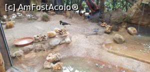 [P34] Parcul tematic MundoMar din Benidorm - păsări » foto by nicole33
 - 
<span class="allrVoted glyphicon glyphicon-heart hidden" id="av1185982"></span>
<a class="m-l-10 hidden" id="sv1185982" onclick="voting_Foto_DelVot(,1185982,26540)" role="button">șterge vot <span class="glyphicon glyphicon-remove"></span></a>
<a id="v91185982" class=" c-red"  onclick="voting_Foto_SetVot(1185982)" role="button"><span class="glyphicon glyphicon-heart-empty"></span> <b>LIKE</b> = Votează poza</a> <img class="hidden"  id="f1185982W9" src="/imagini/loader.gif" border="0" /><span class="AjErrMes hidden" id="e1185982ErM"></span>