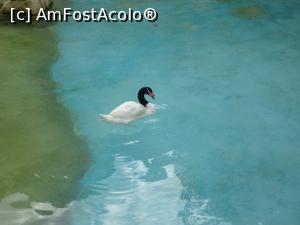 [P37] Parcul tematic MundoMar din Benidorm - lebădă cu gât negru » foto by nicole33
 - 
<span class="allrVoted glyphicon glyphicon-heart hidden" id="av1185985"></span>
<a class="m-l-10 hidden" id="sv1185985" onclick="voting_Foto_DelVot(,1185985,26540)" role="button">șterge vot <span class="glyphicon glyphicon-remove"></span></a>
<a id="v91185985" class=" c-red"  onclick="voting_Foto_SetVot(1185985)" role="button"><span class="glyphicon glyphicon-heart-empty"></span> <b>LIKE</b> = Votează poza</a> <img class="hidden"  id="f1185985W9" src="/imagini/loader.gif" border="0" /><span class="AjErrMes hidden" id="e1185985ErM"></span>