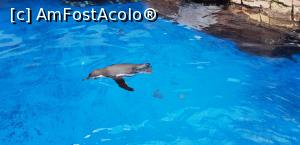 [P04] Parcul tematic MundoMar din Benidorm - pinguin » foto by nicole33
 - 
<span class="allrVoted glyphicon glyphicon-heart hidden" id="av1185952"></span>
<a class="m-l-10 hidden" id="sv1185952" onclick="voting_Foto_DelVot(,1185952,26540)" role="button">șterge vot <span class="glyphicon glyphicon-remove"></span></a>
<a id="v91185952" class=" c-red"  onclick="voting_Foto_SetVot(1185952)" role="button"><span class="glyphicon glyphicon-heart-empty"></span> <b>LIKE</b> = Votează poza</a> <img class="hidden"  id="f1185952W9" src="/imagini/loader.gif" border="0" /><span class="AjErrMes hidden" id="e1185952ErM"></span>