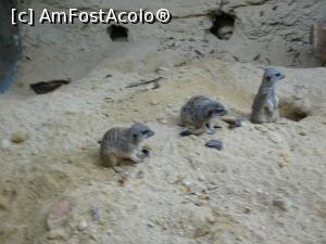 [P41] Parcul tematic MundoMar din Benidorm - suricate » foto by nicole33
 - 
<span class="allrVoted glyphicon glyphicon-heart hidden" id="av1185989"></span>
<a class="m-l-10 hidden" id="sv1185989" onclick="voting_Foto_DelVot(,1185989,26540)" role="button">șterge vot <span class="glyphicon glyphicon-remove"></span></a>
<a id="v91185989" class=" c-red"  onclick="voting_Foto_SetVot(1185989)" role="button"><span class="glyphicon glyphicon-heart-empty"></span> <b>LIKE</b> = Votează poza</a> <img class="hidden"  id="f1185989W9" src="/imagini/loader.gif" border="0" /><span class="AjErrMes hidden" id="e1185989ErM"></span>