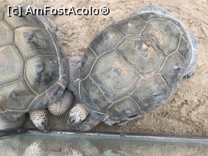 [P60] Parcul tematic MundoMar din Benidorm - ţestoase gigantice » foto by nicole33
 - 
<span class="allrVoted glyphicon glyphicon-heart hidden" id="av1186008"></span>
<a class="m-l-10 hidden" id="sv1186008" onclick="voting_Foto_DelVot(,1186008,26540)" role="button">șterge vot <span class="glyphicon glyphicon-remove"></span></a>
<a id="v91186008" class=" c-red"  onclick="voting_Foto_SetVot(1186008)" role="button"><span class="glyphicon glyphicon-heart-empty"></span> <b>LIKE</b> = Votează poza</a> <img class="hidden"  id="f1186008W9" src="/imagini/loader.gif" border="0" /><span class="AjErrMes hidden" id="e1186008ErM"></span>