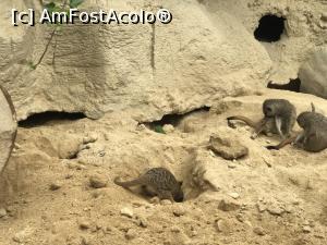 [P61] Parcul tematic MundoMar din Benidorm - suricate » foto by nicole33
 - 
<span class="allrVoted glyphicon glyphicon-heart hidden" id="av1186009"></span>
<a class="m-l-10 hidden" id="sv1186009" onclick="voting_Foto_DelVot(,1186009,26540)" role="button">șterge vot <span class="glyphicon glyphicon-remove"></span></a>
<a id="v91186009" class=" c-red"  onclick="voting_Foto_SetVot(1186009)" role="button"><span class="glyphicon glyphicon-heart-empty"></span> <b>LIKE</b> = Votează poza</a> <img class="hidden"  id="f1186009W9" src="/imagini/loader.gif" border="0" /><span class="AjErrMes hidden" id="e1186009ErM"></span>