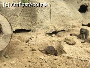 [P80] Parcul tematic MundoMar din Benidorm - suricate » foto by nicole33
 - 
<span class="allrVoted glyphicon glyphicon-heart hidden" id="av1186028"></span>
<a class="m-l-10 hidden" id="sv1186028" onclick="voting_Foto_DelVot(,1186028,26540)" role="button">șterge vot <span class="glyphicon glyphicon-remove"></span></a>
<a id="v91186028" class=" c-red"  onclick="voting_Foto_SetVot(1186028)" role="button"><span class="glyphicon glyphicon-heart-empty"></span> <b>LIKE</b> = Votează poza</a> <img class="hidden"  id="f1186028W9" src="/imagini/loader.gif" border="0" /><span class="AjErrMes hidden" id="e1186028ErM"></span>