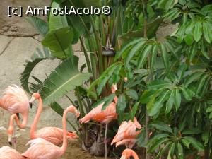 [P81] Parcul tematic MundoMar din Benidorm - flamingo » foto by nicole33
 - 
<span class="allrVoted glyphicon glyphicon-heart hidden" id="av1186029"></span>
<a class="m-l-10 hidden" id="sv1186029" onclick="voting_Foto_DelVot(,1186029,26540)" role="button">șterge vot <span class="glyphicon glyphicon-remove"></span></a>
<a id="v91186029" class=" c-red"  onclick="voting_Foto_SetVot(1186029)" role="button"><span class="glyphicon glyphicon-heart-empty"></span> <b>LIKE</b> = Votează poza</a> <img class="hidden"  id="f1186029W9" src="/imagini/loader.gif" border="0" /><span class="AjErrMes hidden" id="e1186029ErM"></span>
