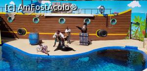 [P89] Parcul tematic MundoMar din Benidorm - spectacol cu leii de mare » foto by nicole33
 - 
<span class="allrVoted glyphicon glyphicon-heart hidden" id="av1186037"></span>
<a class="m-l-10 hidden" id="sv1186037" onclick="voting_Foto_DelVot(,1186037,26540)" role="button">șterge vot <span class="glyphicon glyphicon-remove"></span></a>
<a id="v91186037" class=" c-red"  onclick="voting_Foto_SetVot(1186037)" role="button"><span class="glyphicon glyphicon-heart-empty"></span> <b>LIKE</b> = Votează poza</a> <img class="hidden"  id="f1186037W9" src="/imagini/loader.gif" border="0" /><span class="AjErrMes hidden" id="e1186037ErM"></span>