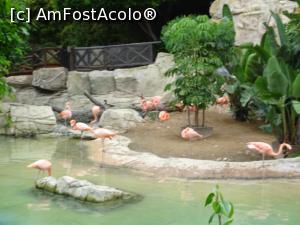 [P94] Parcul tematic MundoMar din Benidorm - flamingo » foto by nicole33
 - 
<span class="allrVoted glyphicon glyphicon-heart hidden" id="av1186042"></span>
<a class="m-l-10 hidden" id="sv1186042" onclick="voting_Foto_DelVot(,1186042,26540)" role="button">șterge vot <span class="glyphicon glyphicon-remove"></span></a>
<a id="v91186042" class=" c-red"  onclick="voting_Foto_SetVot(1186042)" role="button"><span class="glyphicon glyphicon-heart-empty"></span> <b>LIKE</b> = Votează poza</a> <img class="hidden"  id="f1186042W9" src="/imagini/loader.gif" border="0" /><span class="AjErrMes hidden" id="e1186042ErM"></span>
