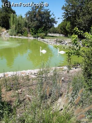 [P08] lebede pe lac » foto by nrs †
 - 
<span class="allrVoted glyphicon glyphicon-heart hidden" id="av1187860"></span>
<a class="m-l-10 hidden" id="sv1187860" onclick="voting_Foto_DelVot(,1187860,26549)" role="button">șterge vot <span class="glyphicon glyphicon-remove"></span></a>
<a id="v91187860" class=" c-red"  onclick="voting_Foto_SetVot(1187860)" role="button"><span class="glyphicon glyphicon-heart-empty"></span> <b>LIKE</b> = Votează poza</a> <img class="hidden"  id="f1187860W9" src="/imagini/loader.gif" border="0" /><span class="AjErrMes hidden" id="e1187860ErM"></span>