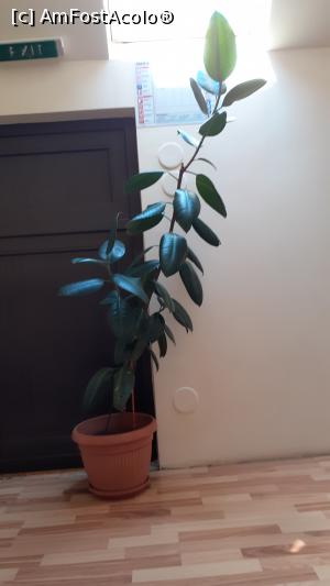 [P18] Plantă decorativă pe hol » foto by Mitica49
 - 
<span class="allrVoted glyphicon glyphicon-heart hidden" id="av1188175"></span>
<a class="m-l-10 hidden" id="sv1188175" onclick="voting_Foto_DelVot(,1188175,26556)" role="button">șterge vot <span class="glyphicon glyphicon-remove"></span></a>
<a id="v91188175" class=" c-red"  onclick="voting_Foto_SetVot(1188175)" role="button"><span class="glyphicon glyphicon-heart-empty"></span> <b>LIKE</b> = Votează poza</a> <img class="hidden"  id="f1188175W9" src="/imagini/loader.gif" border="0" /><span class="AjErrMes hidden" id="e1188175ErM"></span>