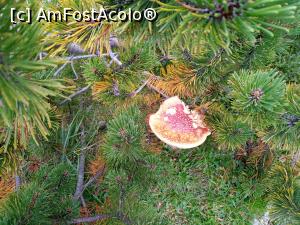 [P39] Mai dăm și de câte o pată de culoare. » foto by Aurici
 - 
<span class="allrVoted glyphicon glyphicon-heart hidden" id="av1191365"></span>
<a class="m-l-10 hidden" id="sv1191365" onclick="voting_Foto_DelVot(,1191365,26584)" role="button">șterge vot <span class="glyphicon glyphicon-remove"></span></a>
<a id="v91191365" class=" c-red"  onclick="voting_Foto_SetVot(1191365)" role="button"><span class="glyphicon glyphicon-heart-empty"></span> <b>LIKE</b> = Votează poza</a> <img class="hidden"  id="f1191365W9" src="/imagini/loader.gif" border="0" /><span class="AjErrMes hidden" id="e1191365ErM"></span>