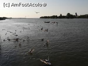 [P20] Dimineața veneau și pescărușii la micul dejun. In depărtare se vede marea. » foto by Mika
 - 
<span class="allrVoted glyphicon glyphicon-heart hidden" id="av1194812"></span>
<a class="m-l-10 hidden" id="sv1194812" onclick="voting_Foto_DelVot(,1194812,26605)" role="button">șterge vot <span class="glyphicon glyphicon-remove"></span></a>
<a id="v91194812" class=" c-red"  onclick="voting_Foto_SetVot(1194812)" role="button"><span class="glyphicon glyphicon-heart-empty"></span> <b>LIKE</b> = Votează poza</a> <img class="hidden"  id="f1194812W9" src="/imagini/loader.gif" border="0" /><span class="AjErrMes hidden" id="e1194812ErM"></span>