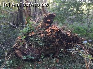 [P17] Chiemsee – Herreninsel - frumusetea naturii » foto by mishu
 - 
<span class="allrVoted glyphicon glyphicon-heart hidden" id="av1197147"></span>
<a class="m-l-10 hidden" id="sv1197147" onclick="voting_Foto_DelVot(,1197147,26620)" role="button">șterge vot <span class="glyphicon glyphicon-remove"></span></a>
<a id="v91197147" class=" c-red"  onclick="voting_Foto_SetVot(1197147)" role="button"><span class="glyphicon glyphicon-heart-empty"></span> <b>LIKE</b> = Votează poza</a> <img class="hidden"  id="f1197147W9" src="/imagini/loader.gif" border="0" /><span class="AjErrMes hidden" id="e1197147ErM"></span>