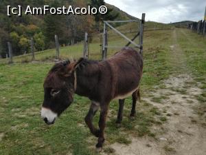 [P02] Măgărușul obraznic » foto by Mika
 - 
<span class="allrVoted glyphicon glyphicon-heart hidden" id="av1198842"></span>
<a class="m-l-10 hidden" id="sv1198842" onclick="voting_Foto_DelVot(,1198842,26627)" role="button">șterge vot <span class="glyphicon glyphicon-remove"></span></a>
<a id="v91198842" class=" c-red"  onclick="voting_Foto_SetVot(1198842)" role="button"><span class="glyphicon glyphicon-heart-empty"></span> <b>LIKE</b> = Votează poza</a> <img class="hidden"  id="f1198842W9" src="/imagini/loader.gif" border="0" /><span class="AjErrMes hidden" id="e1198842ErM"></span>