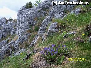 [P17] Crovurile din Mehedinti - flori de toate culorile dau viata stancilor albe » foto by Lumis66
 - 
<span class="allrVoted glyphicon glyphicon-heart hidden" id="av361274"></span>
<a class="m-l-10 hidden" id="sv361274" onclick="voting_Foto_DelVot(,361274,26648)" role="button">șterge vot <span class="glyphicon glyphicon-remove"></span></a>
<a id="v9361274" class=" c-red"  onclick="voting_Foto_SetVot(361274)" role="button"><span class="glyphicon glyphicon-heart-empty"></span> <b>LIKE</b> = Votează poza</a> <img class="hidden"  id="f361274W9" src="/imagini/loader.gif" border="0" /><span class="AjErrMes hidden" id="e361274ErM"></span>