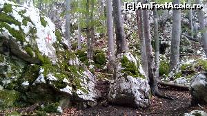 [P02] In padure, printre stanci inverzite de muschi!  » foto by noi doi
 - 
<span class="allrVoted glyphicon glyphicon-heart hidden" id="av678823"></span>
<a class="m-l-10 hidden" id="sv678823" onclick="voting_Foto_DelVot(,678823,26648)" role="button">șterge vot <span class="glyphicon glyphicon-remove"></span></a>
<a id="v9678823" class=" c-red"  onclick="voting_Foto_SetVot(678823)" role="button"><span class="glyphicon glyphicon-heart-empty"></span> <b>LIKE</b> = Votează poza</a> <img class="hidden"  id="f678823W9" src="/imagini/loader.gif" border="0" /><span class="AjErrMes hidden" id="e678823ErM"></span>