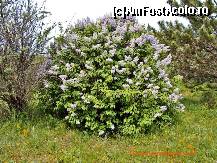 [P12] Liliac salbatic la Hagieni. » foto by sasrichard
 - 
<span class="allrVoted glyphicon glyphicon-heart hidden" id="av71843"></span>
<a class="m-l-10 hidden" id="sv71843" onclick="voting_Foto_DelVot(,71843,26680)" role="button">șterge vot <span class="glyphicon glyphicon-remove"></span></a>
<a id="v971843" class=" c-red"  onclick="voting_Foto_SetVot(71843)" role="button"><span class="glyphicon glyphicon-heart-empty"></span> <b>LIKE</b> = Votează poza</a> <img class="hidden"  id="f71843W9" src="/imagini/loader.gif" border="0" /><span class="AjErrMes hidden" id="e71843ErM"></span>