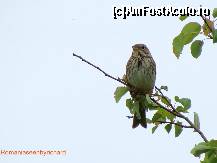 [P03] Fisa de cimpie. » foto by sasrichard
 - 
<span class="allrVoted glyphicon glyphicon-heart hidden" id="av71830"></span>
<a class="m-l-10 hidden" id="sv71830" onclick="voting_Foto_DelVot(,71830,26680)" role="button">șterge vot <span class="glyphicon glyphicon-remove"></span></a>
<a id="v971830" class=" c-red"  onclick="voting_Foto_SetVot(71830)" role="button"><span class="glyphicon glyphicon-heart-empty"></span> <b>LIKE</b> = Votează poza</a> <img class="hidden"  id="f71830W9" src="/imagini/loader.gif" border="0" /><span class="AjErrMes hidden" id="e71830ErM"></span>