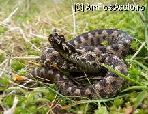 [P11] (c) Vipera cu corn dobrogeană - după Dragonul de Dobrogea (Munţii Măcin) cea mai veninoasă reptilă din ţara noastră » foto by cc_iordachescu
 - 
<span class="allrVoted glyphicon glyphicon-heart hidden" id="av58684"></span>
<a class="m-l-10 hidden" id="sv58684" onclick="voting_Foto_DelVot(,58684,26680)" role="button">șterge vot <span class="glyphicon glyphicon-remove"></span></a>
<a id="v958684" class=" c-red"  onclick="voting_Foto_SetVot(58684)" role="button"><span class="glyphicon glyphicon-heart-empty"></span> <b>LIKE</b> = Votează poza</a> <img class="hidden"  id="f58684W9" src="/imagini/loader.gif" border="0" /><span class="AjErrMes hidden" id="e58684ErM"></span>