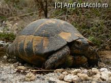 [P05] (c) Ţestoasa de uscat dobrogeană - specie endemică; aici e un exemplar spălat, de obicei e plină de praf sau chiar pământ. » foto by cc_iordachescu
 - 
<span class="allrVoted glyphicon glyphicon-heart hidden" id="av58646"></span>
<a class="m-l-10 hidden" id="sv58646" onclick="voting_Foto_DelVot(,58646,26680)" role="button">șterge vot <span class="glyphicon glyphicon-remove"></span></a>
<a id="v958646" class=" c-red"  onclick="voting_Foto_SetVot(58646)" role="button"><span class="glyphicon glyphicon-heart-empty"></span> <b>LIKE</b> = Votează poza</a> <img class="hidden"  id="f58646W9" src="/imagini/loader.gif" border="0" /><span class="AjErrMes hidden" id="e58646ErM"></span>