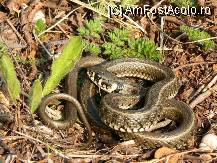 [P07] (c) Şarpele de apă - şarpe constrictor. » foto by cc_iordachescu
 - 
<span class="allrVoted glyphicon glyphicon-heart hidden" id="av58664"></span>
<a class="m-l-10 hidden" id="sv58664" onclick="voting_Foto_DelVot(,58664,26680)" role="button">șterge vot <span class="glyphicon glyphicon-remove"></span></a>
<a id="v958664" class=" c-red"  onclick="voting_Foto_SetVot(58664)" role="button"><span class="glyphicon glyphicon-heart-empty"></span> <b>LIKE</b> = Votează poza</a> <img class="hidden"  id="f58664W9" src="/imagini/loader.gif" border="0" /><span class="AjErrMes hidden" id="e58664ErM"></span>