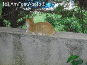 [P26] Pisicuță pis-pis-pis... » foto by Carmen Ion
 - 
<span class="allrVoted glyphicon glyphicon-heart hidden" id="av1209142"></span>
<a class="m-l-10 hidden" id="sv1209142" onclick="voting_Foto_DelVot(,1209142,26686)" role="button">șterge vot <span class="glyphicon glyphicon-remove"></span></a>
<a id="v91209142" class=" c-red"  onclick="voting_Foto_SetVot(1209142)" role="button"><span class="glyphicon glyphicon-heart-empty"></span> <b>LIKE</b> = Votează poza</a> <img class="hidden"  id="f1209142W9" src="/imagini/loader.gif" border="0" /><span class="AjErrMes hidden" id="e1209142ErM"></span>